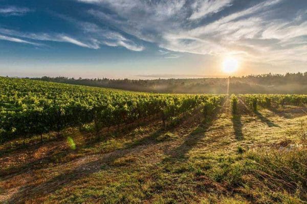 A vineyard in Cyprus